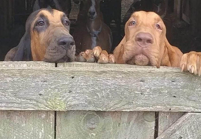 Ridgely Acres AKC Bloodhounds