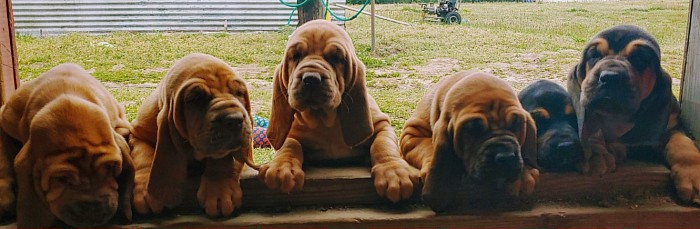 March 2020 Litter Delilah x Earl