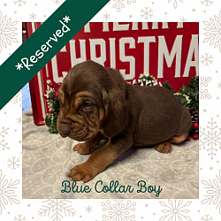 AKC Male Bloodhound Puppy, Liver & Tan- Blue Collar