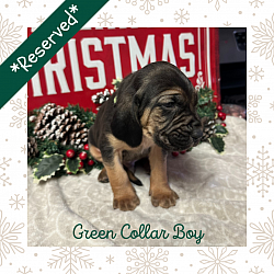 AKC Male Bloodhound Puppy, Black & Tan- Green Collar