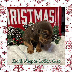 AKC Female Bloodhound Puppy, Liver & Tan- Light Purple Collar