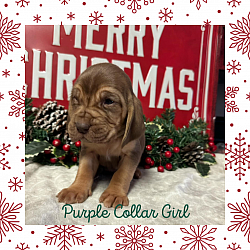 AKC Female Bloodhound Puppy, Liver & Tan- Purple Collar