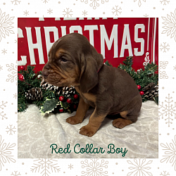 AKC Male Bloodhound Puppy, Liver & Tan- Red Collar