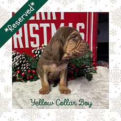 AKC Male Bloodhound Puppy, Liver & Tan- Yellow Collar